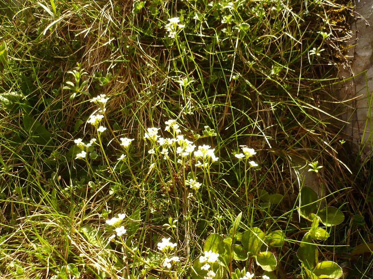 Hornungia alpina subsp. alpina (Brassicaceae)